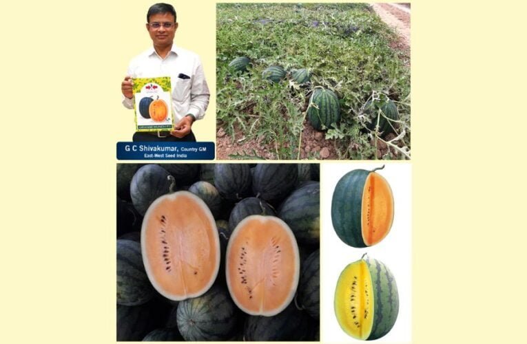 East-West Seed India launches Orange and Yellow Munch watermelons   