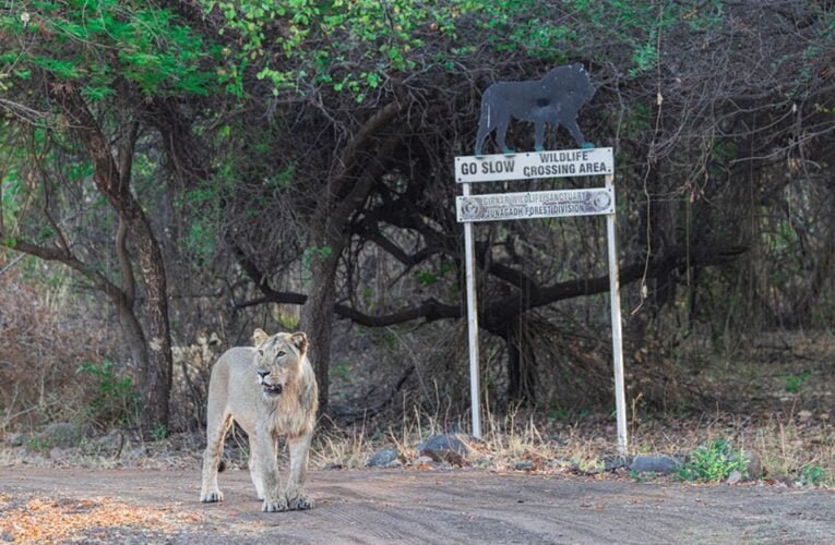 Responsible Driving in Animal Crossing Zones: A Lesson from the Asiatic Lion by Wildlife Photographer Dr. Karim Kadiwar