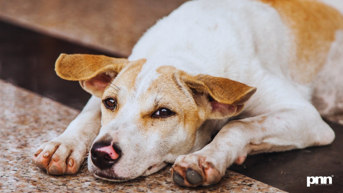 India Stray Dog Menace 60M+ Dogs, Rising Bites, Rabies Terror